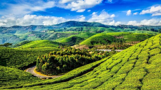 Lush Kerala tea plantations on rolling hills under a partly cloudy sky