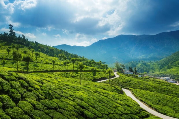 Lush green tea plantations on rolling hills in Kerala with winding roads and mountain views