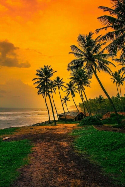 A serene Kerala landscape with tall palm trees by the ocean during a golden sunset