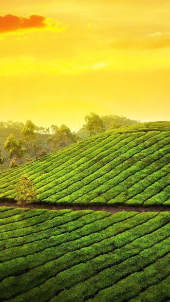 Lush green tea plantations in Kerala hills with a bright yellow sky at sunrise