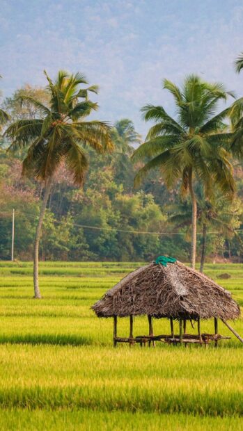 Rustic hut nestled in green Kerala rice fields with palm trees in the background
