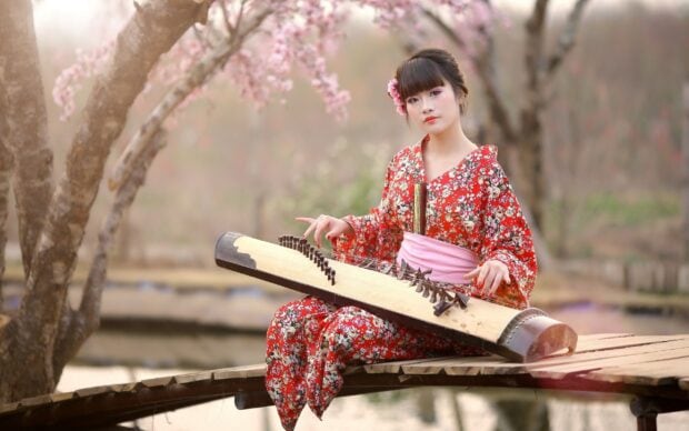A woman wearing a kimono playing a traditional stringed instrument outdoors under cherry blossom trees
