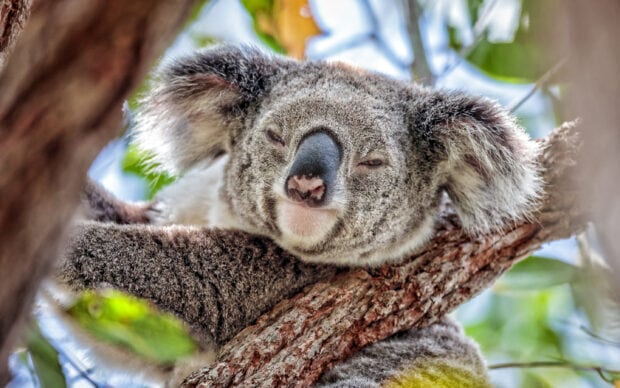 A koala resting peacefully on a tree branch surrounded by green leaves