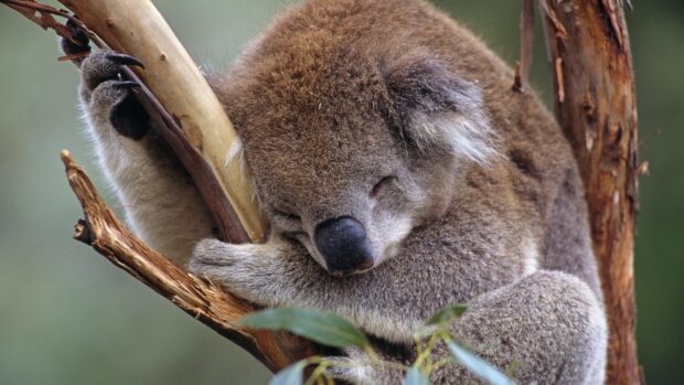 A koala resting peacefully while hugging a tree branch in the wild
