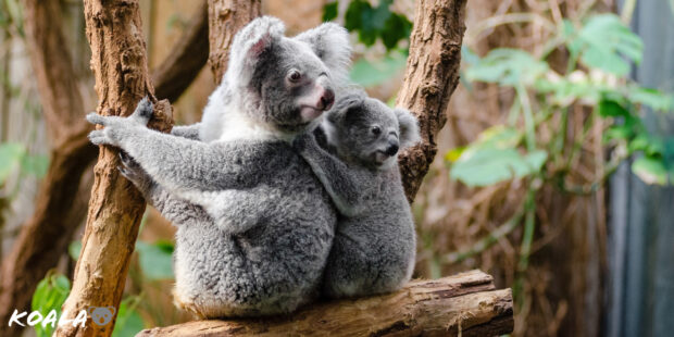 A mother koala with her baby sitting on a tree branch in a natural forest setting