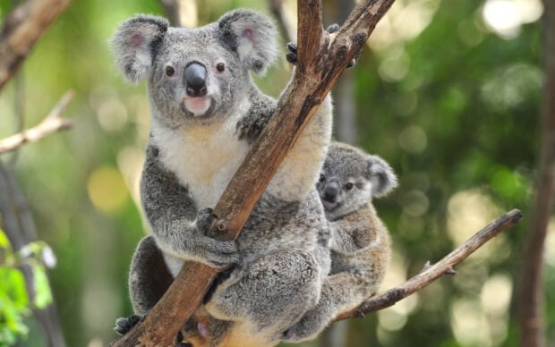 A mother koala with a baby koala clinging to her while sitting on a tree branch