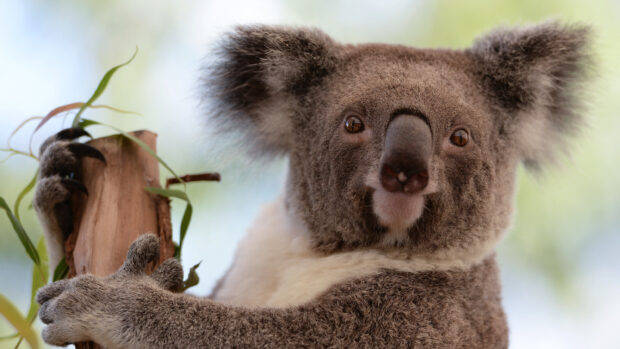A close up of a koala holding a tree branch with green leaves in a natural setting