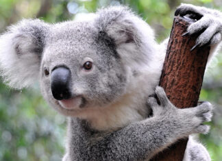 A close up of a koala holding onto a tree branch in a natural green environment