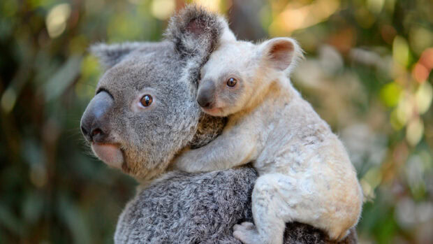 A koala holding a baby koala in a natural outdoor setting