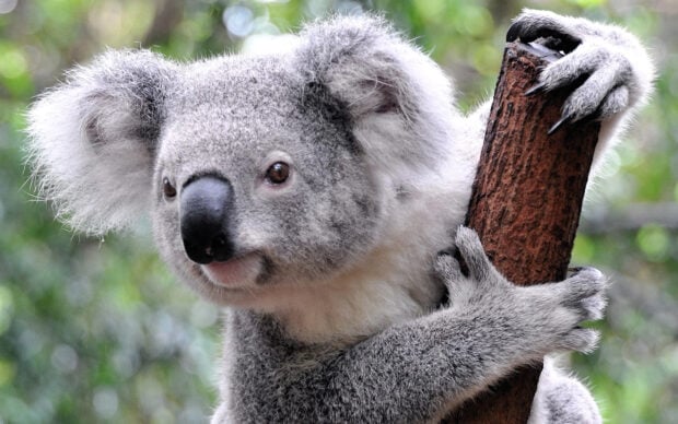 A close up of a koala holding onto a tree branch in a natural green environment
