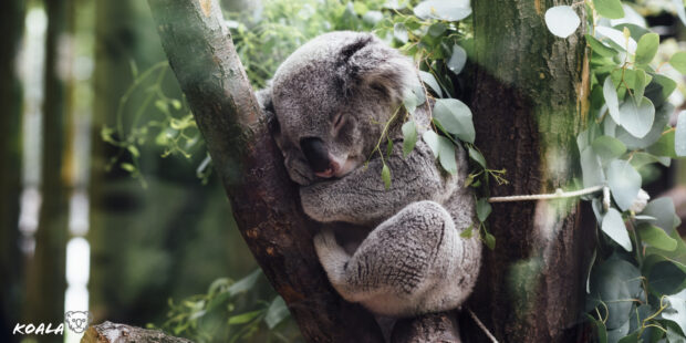 A koala peacefully sleeping while hugging a tree branch in the forest
