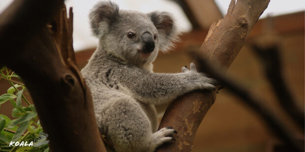 A koala resting on a tree branch in a natural environment surrounded by leaves