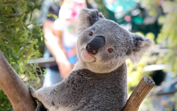 A koala resting on a tree branch looking at the camera in a natural setting