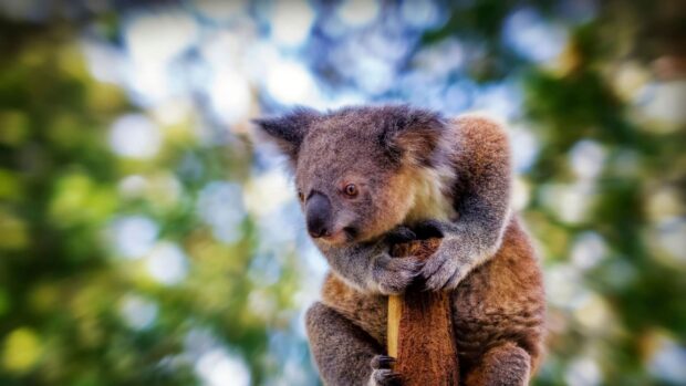 A koala climbing and holding on to a tree trunk in a natural forest environment
