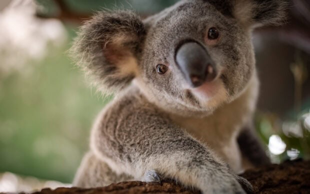A close up of a koala resting on a tree branch in natural habitat