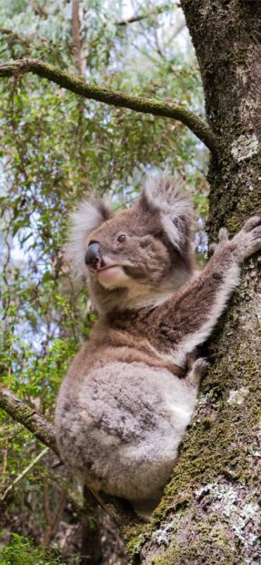 A koala climbing a mossy tree in a green forest environment