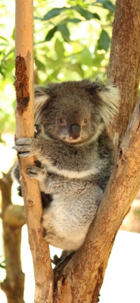 A koala climbing on a tree trunk in a natural forest environment