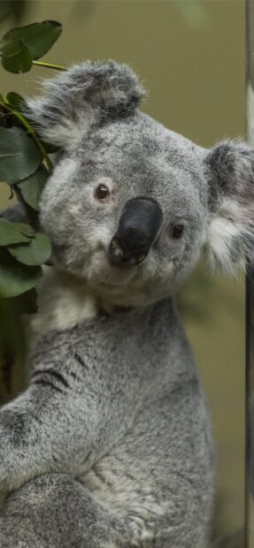A close up of a koala looking curious while holding onto a tree branch