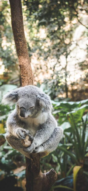 A koala resting peacefully on a tree branch in a natural green environment