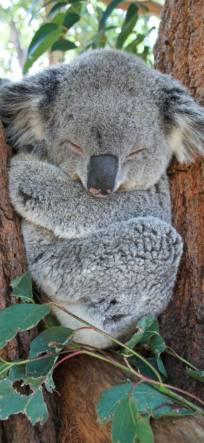 Sleeping koala curled up on a tree branch surrounded by green leaves