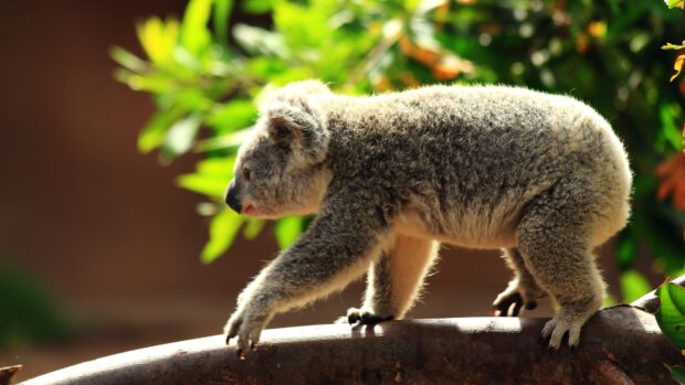 A baby koala walking carefully on a tree branch surrounded by green leaves