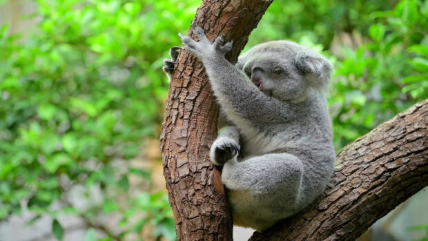 A young koala clinging to a tree branch in a lush green forest