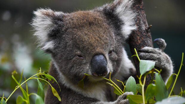 A close up of a koala eating eucalyptus leaves while holding a tree branch