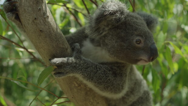 A koala climbing a tree branch in a lush green forest environment