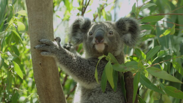 A koala climbing a tree surrounded by green leaves in natural habitat