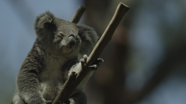 A koala climbing and resting on a tree branch in natural sunlight