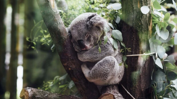 A koala clinging to a tree branch sleeping peacefully in the forest