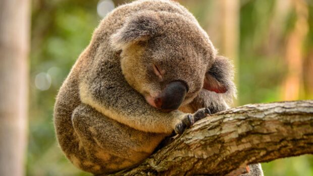 A koala curled up sleeping peacefully on a tree branch in natural habitat