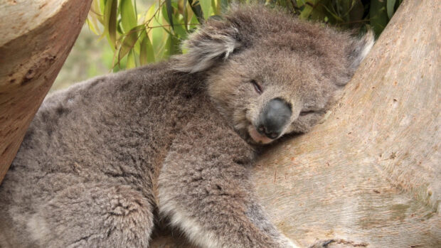 A koala resting peacefully on a tree branch in its natural habitat