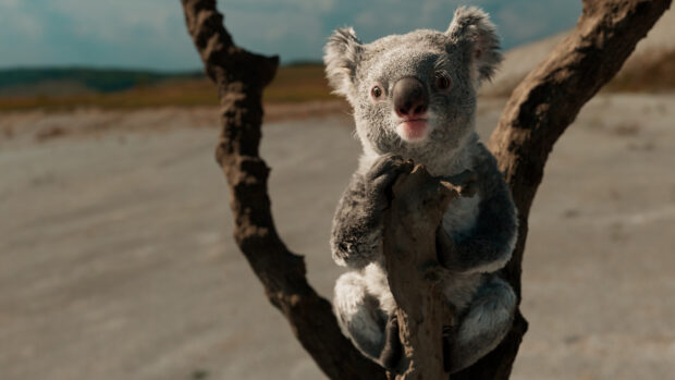 A koala sitting on a tree branch in a natural outdoor environment