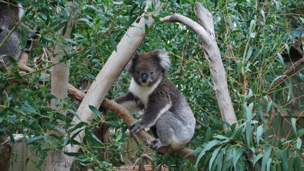 A koala sitting on a tree branch surrounded by eucalyptus leaves in natural habitat