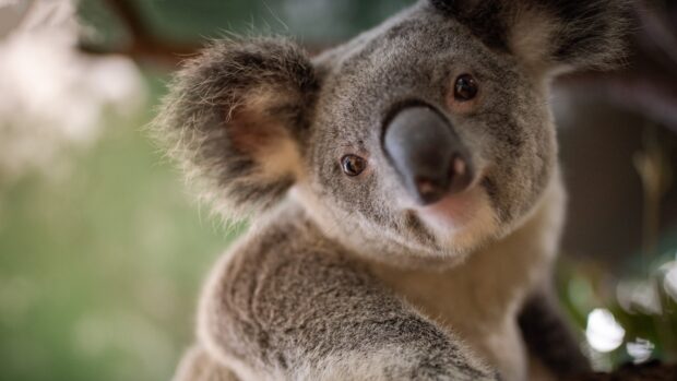 Close up of a koala looking at the camera in a natural environment