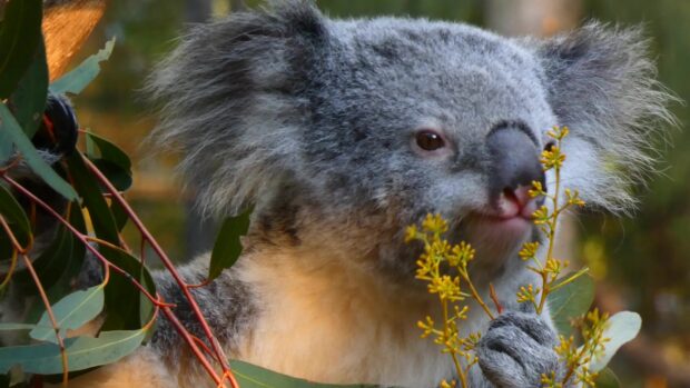 A koala holding and sniffing yellow flowers in a natural forest setting