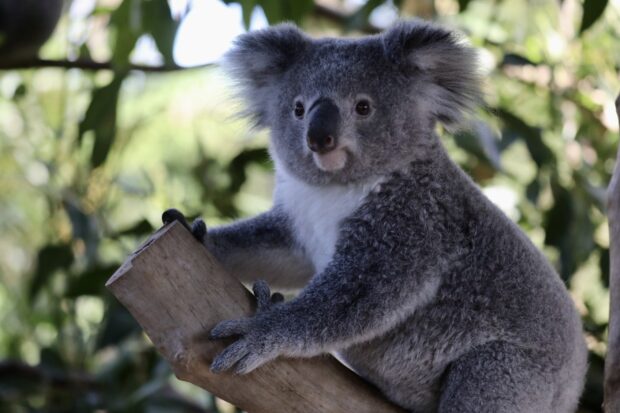 A koala sitting on a tree branch in its natural habitat