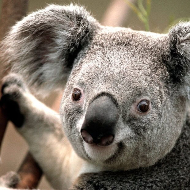 Close up of a koala holding a tree branch in the wild