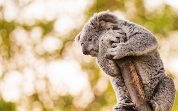 Koala climbing a tree branch in natural habitat at sunset