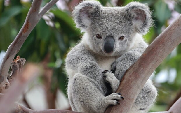 A koala sitting on tree branches surrounded by green leaves
