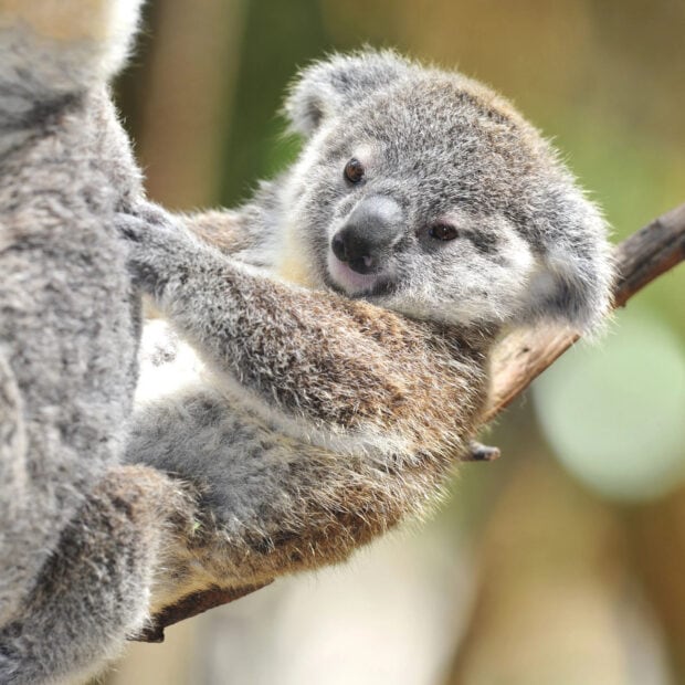 A close up of a koala resting on a tree branch in natural surroundings