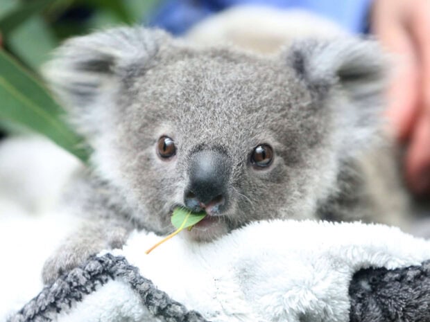 A koala baby eating a green leaf while resting on a soft blanket