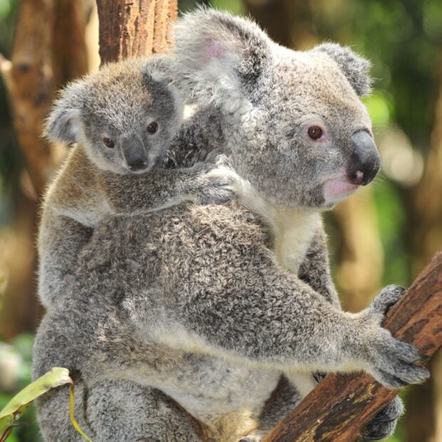 A baby koala clinging to an adult koala in the wild