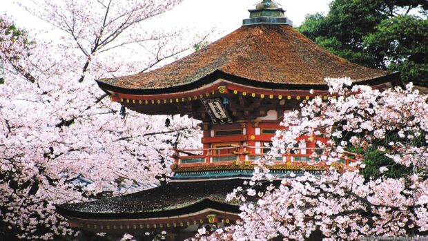 Traditional Kyoto architecture surrounded by cherry blossoms in full bloom during spring