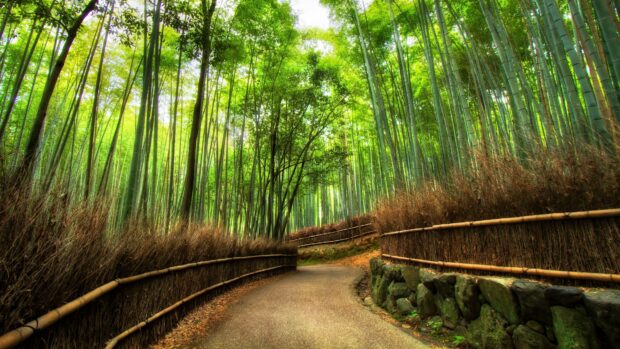 A peaceful Kyoto bamboo forest path surrounded by tall green bamboo trees and natural fences