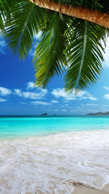 Green palm leaves above the blue lagoon with white sandy shore in clear sky