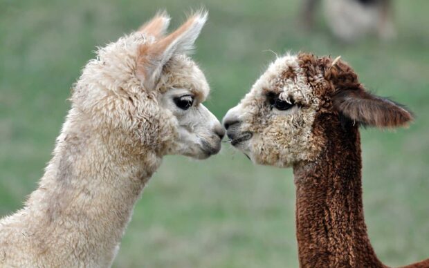 Two lama facing each other closely in a natural green setting