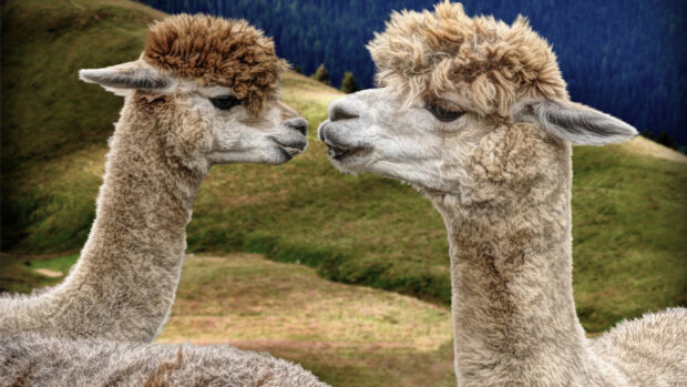 Two lama facing each other in a green mountainous landscape