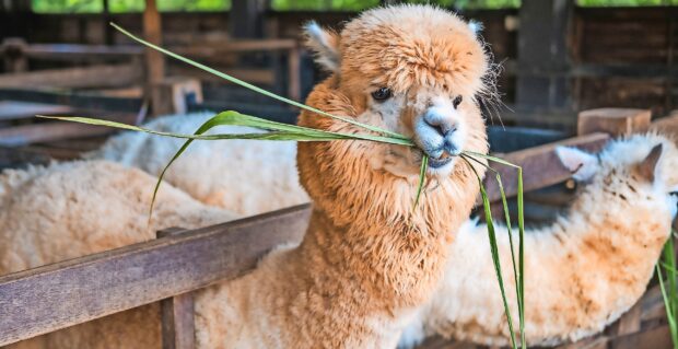 A lama eating green grass with other lamas resting in the background